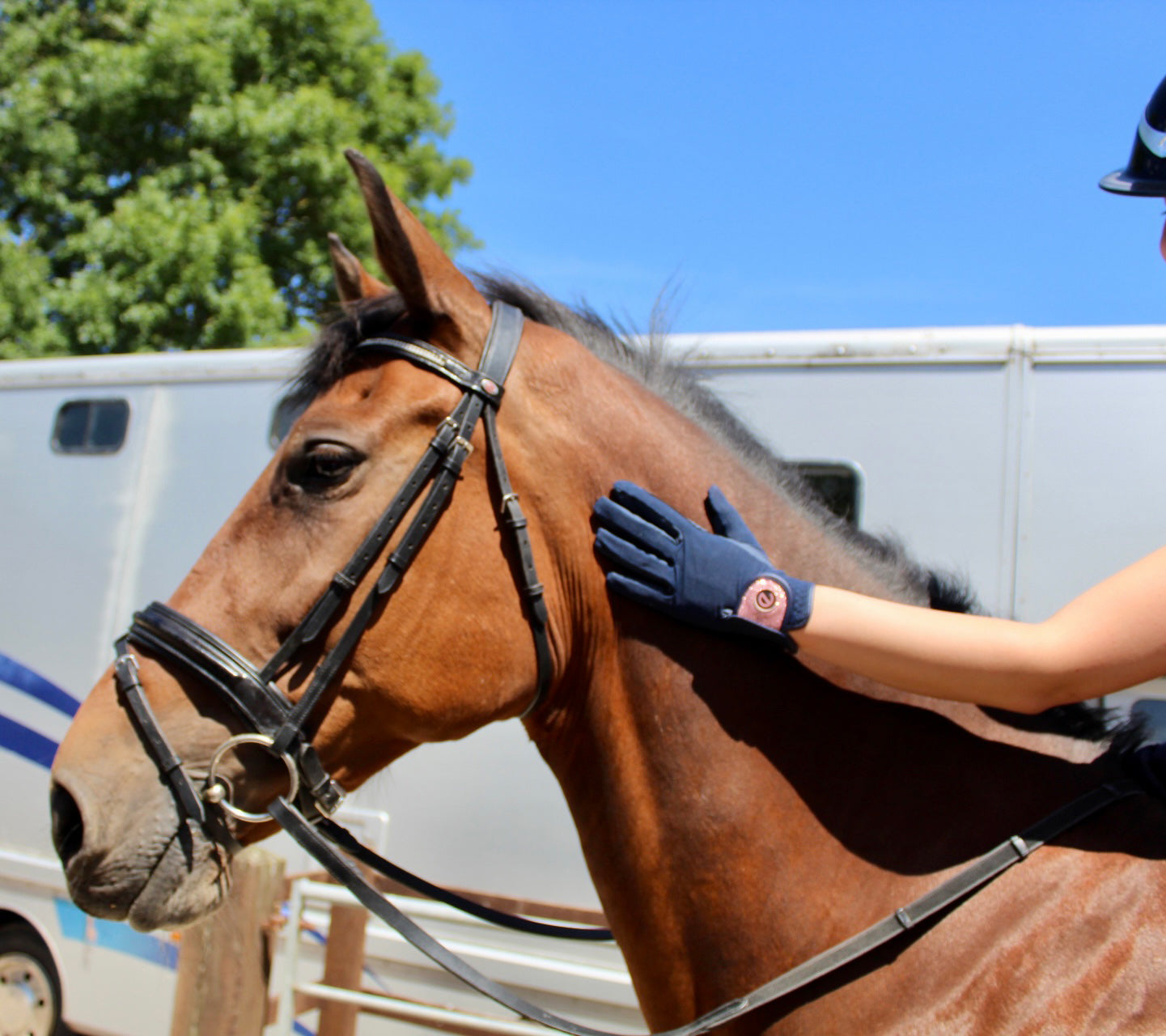 Horse rider wearing navy touchscreen horse riding gloves while patting a bay horse at a competition. The gloves have a rose gold cuff.