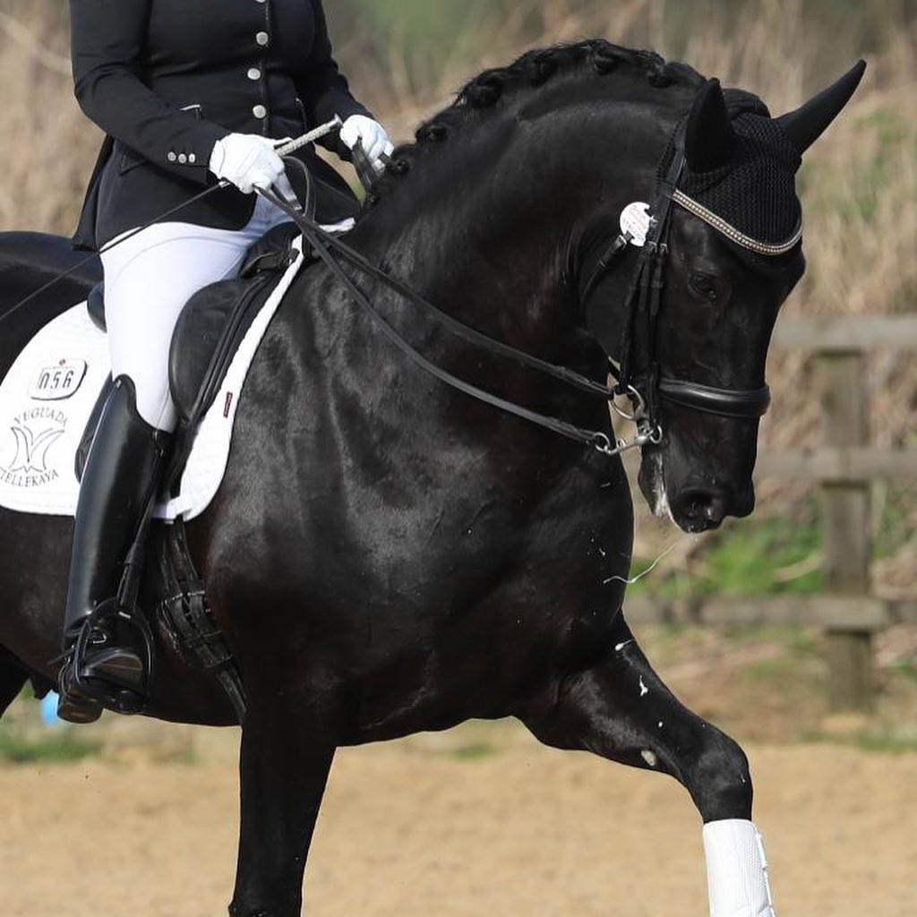 eQUEST GripPro LEATHER Equestrian Riding Gloves - White