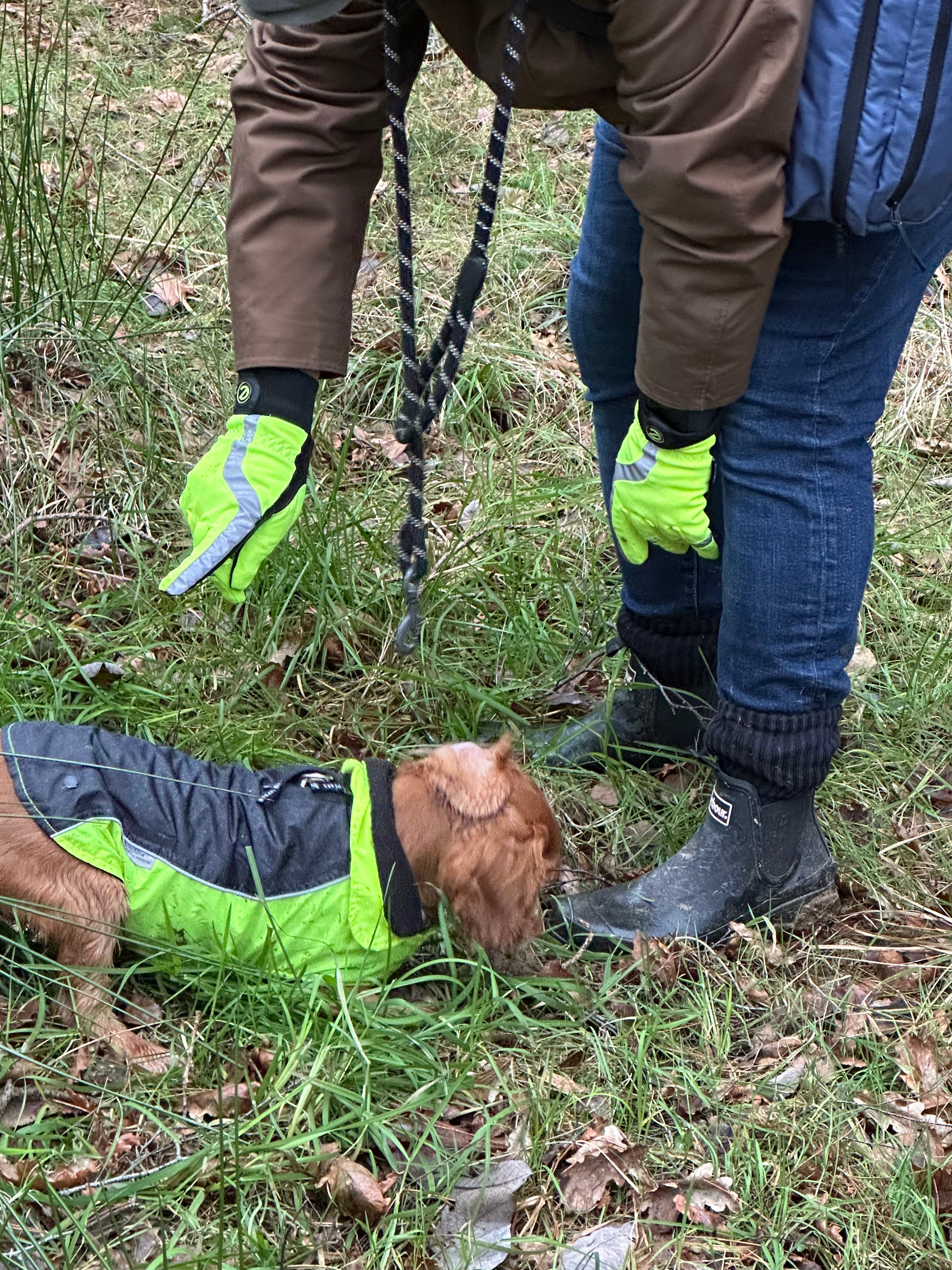 eQUEST Waterproof - Award Winning Waterproof Equestrian Riding & Yard Gloves - HiViz Reflective Yellow